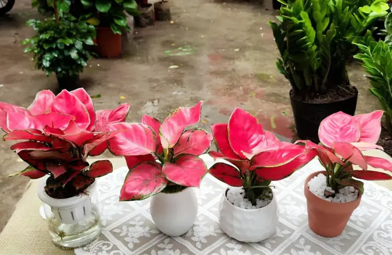 Bệnh trên cây Vạn Lộc Đỏ cấy mô thường gặp nhất