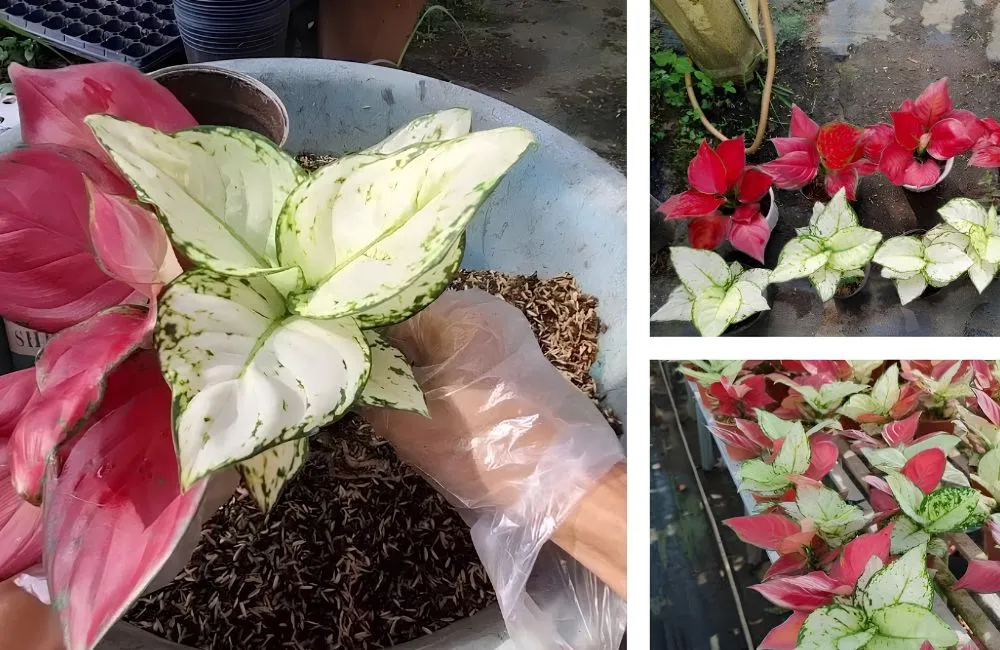 Bệnh trên cây Vạn Lộc Đỏ cấy mô 