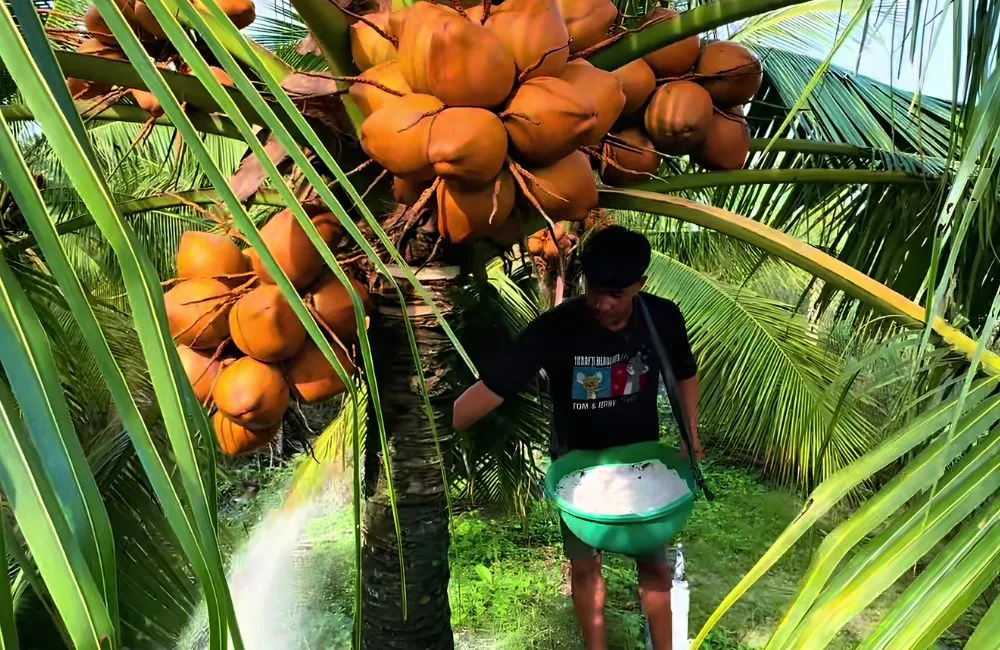 Bón phân cho dừa Xiêm lửa