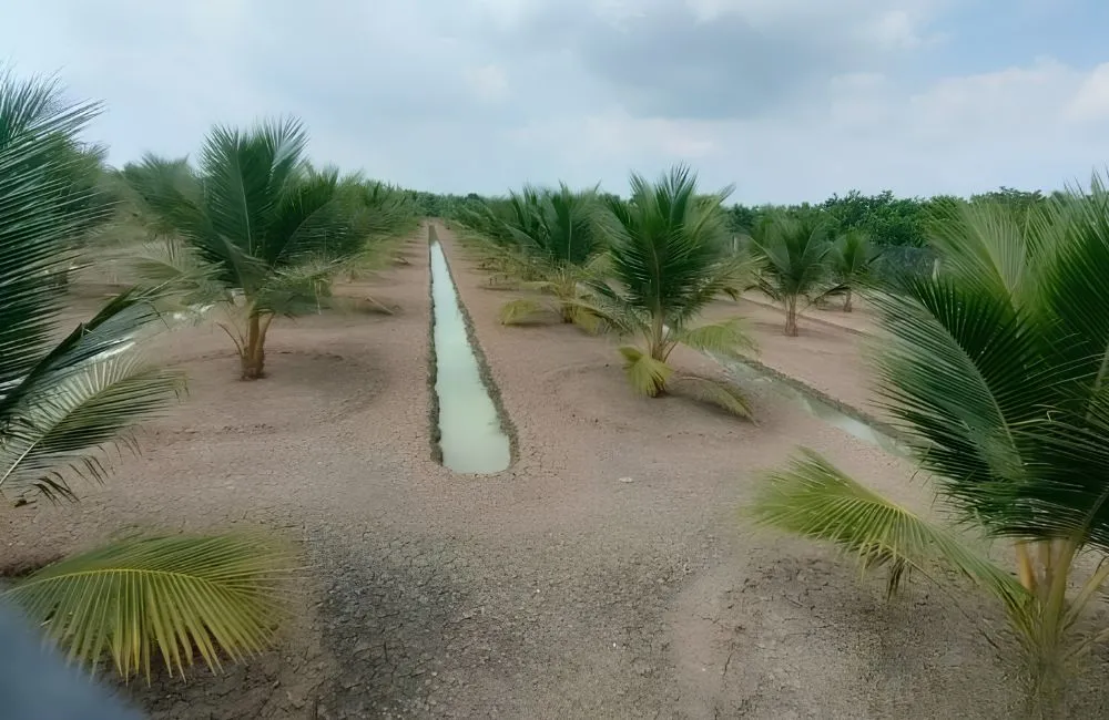 Bón phân cho dừa Xiêm lửa