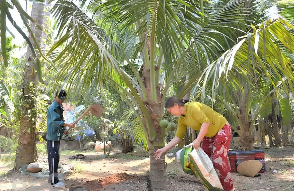 Bón phân cho dừa Xiêm lửa