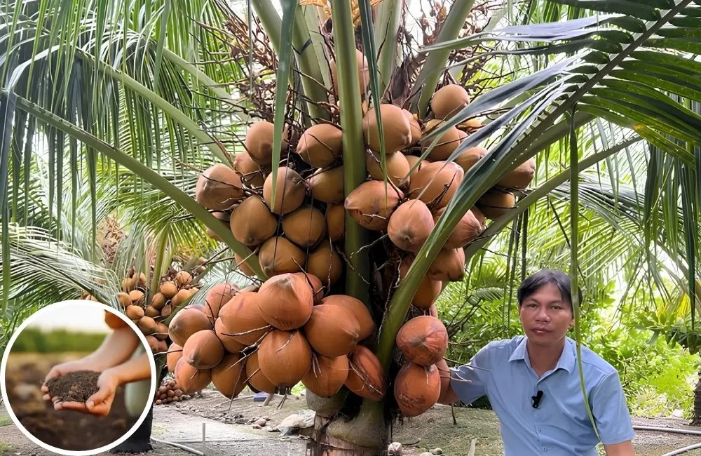 Bón phân cho dừa Xiêm lửa