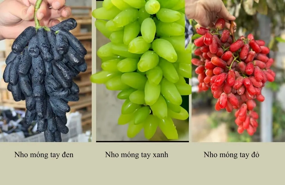 Các giống nho móng tay