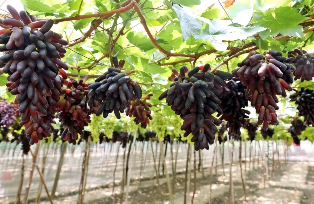 Các giống nho móng tay