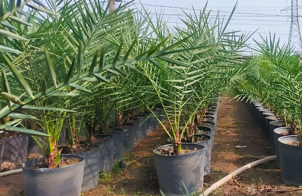 Cây chà là ra quả