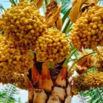 Bao lâu cây chà là ra quả và cách chăm sóc hiệu quả