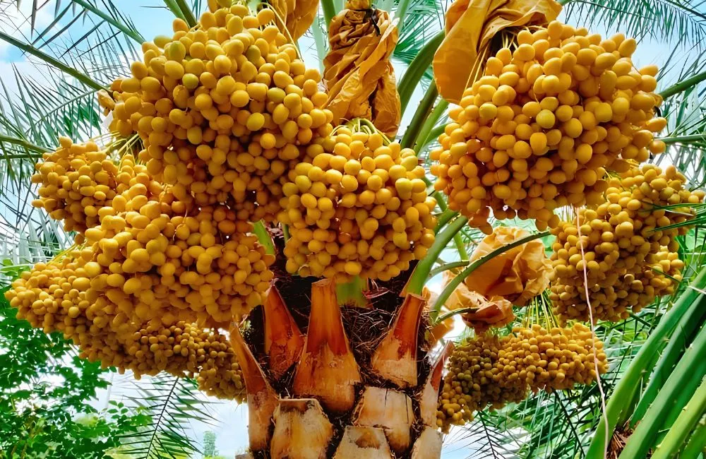 Cây chà là ra quả