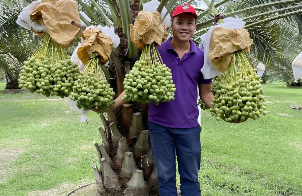 Cây chà là ra quả