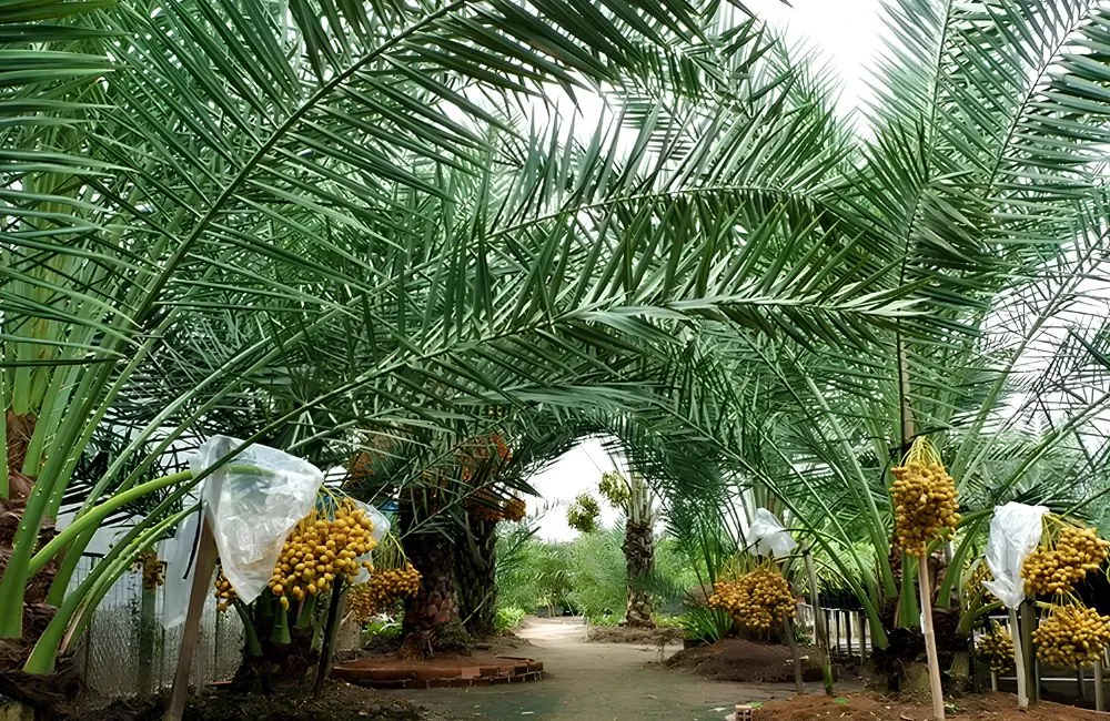 Cây chà là ra quả
