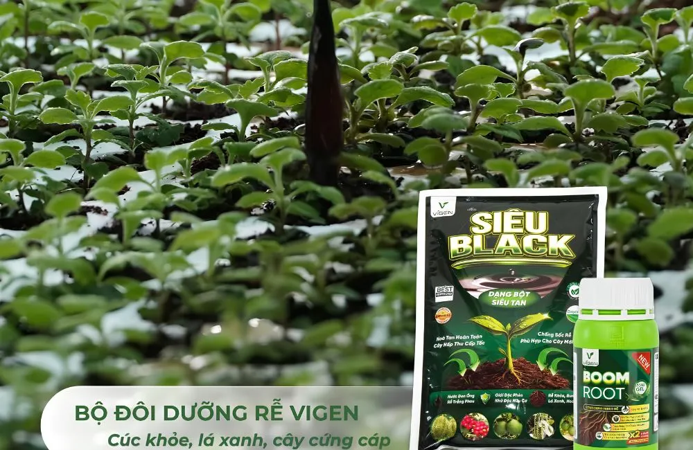 Cây cúc mâm xôi cấy mô