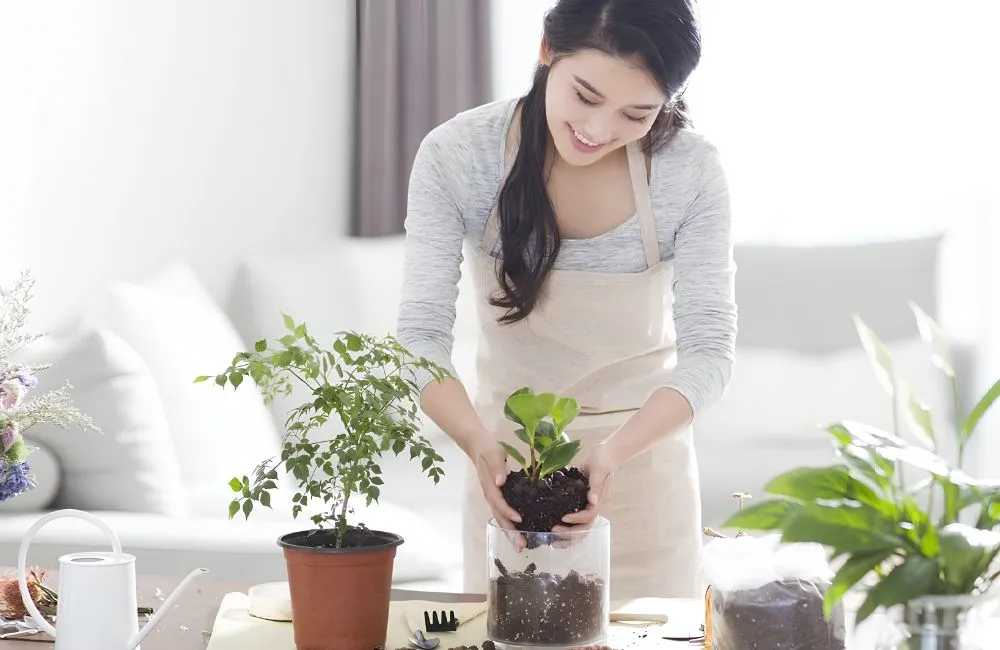 Cây kiểng lá lọc không khí