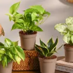 Top 10 cây kiểng lá lọc không khí đẹp và dễ chăm nhất