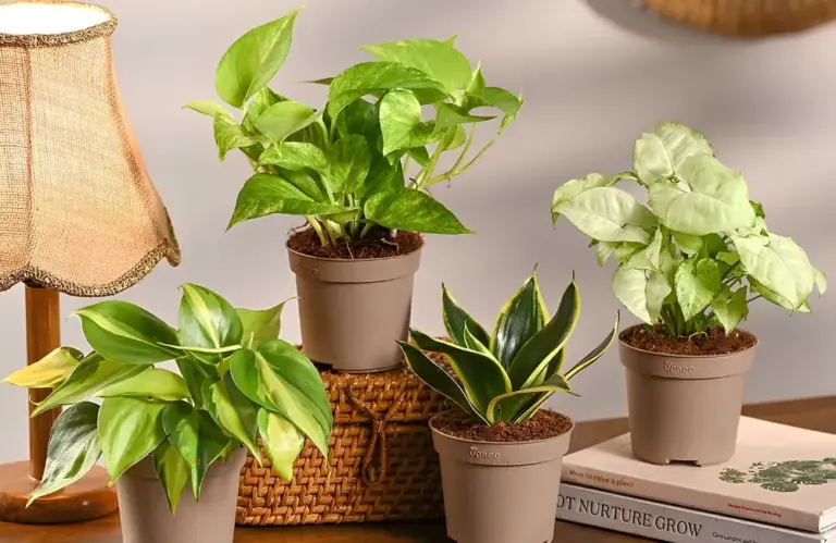 Top 10 cây kiểng lá lọc không khí đẹp và dễ chăm nhất