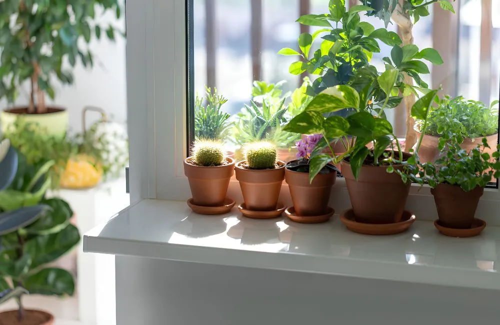 Cây kiểng lá lọc không khí