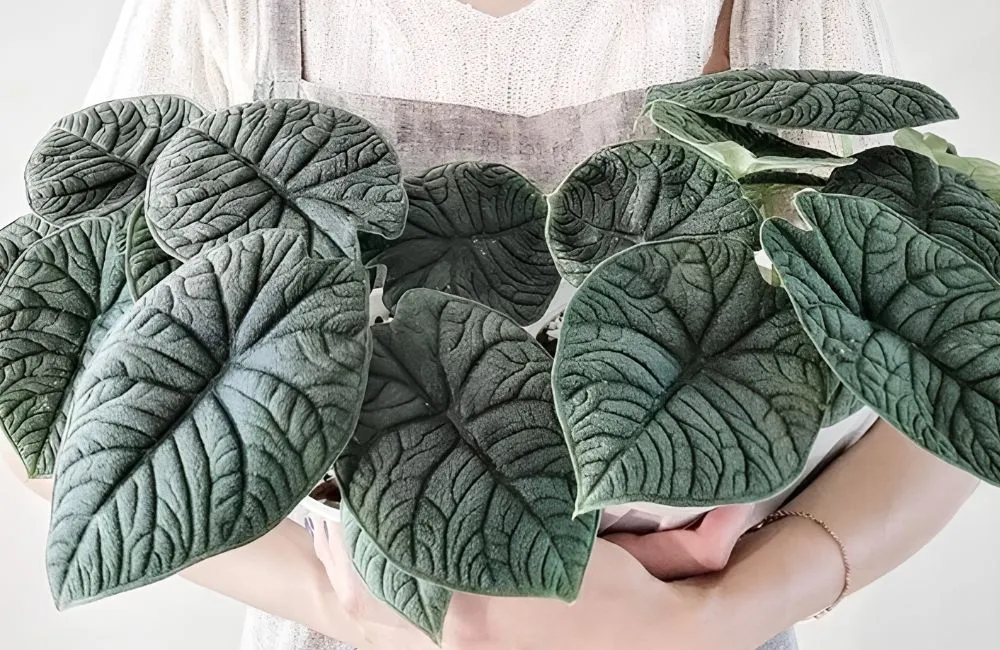 Chăm sóc Alocasia Melo cấy mô