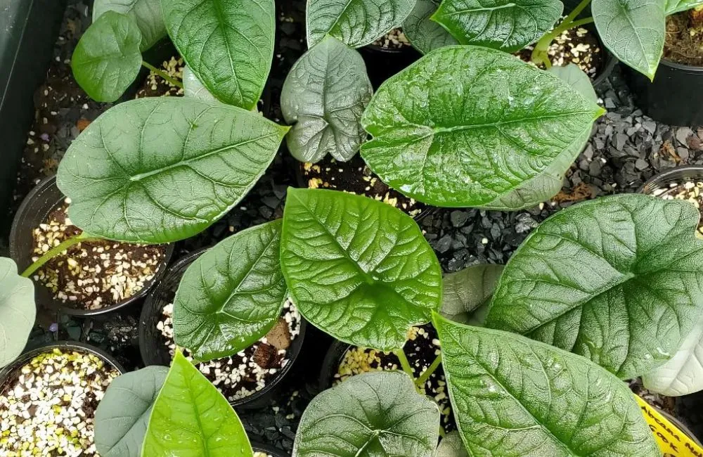 Chăm sóc Alocasia Melo cấy mô