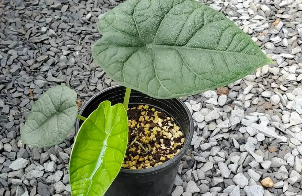 Chăm sóc Alocasia Melo cấy mô