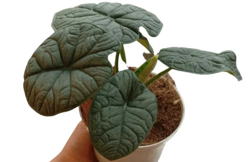 Chăm sóc Alocasia Melo cấy mô