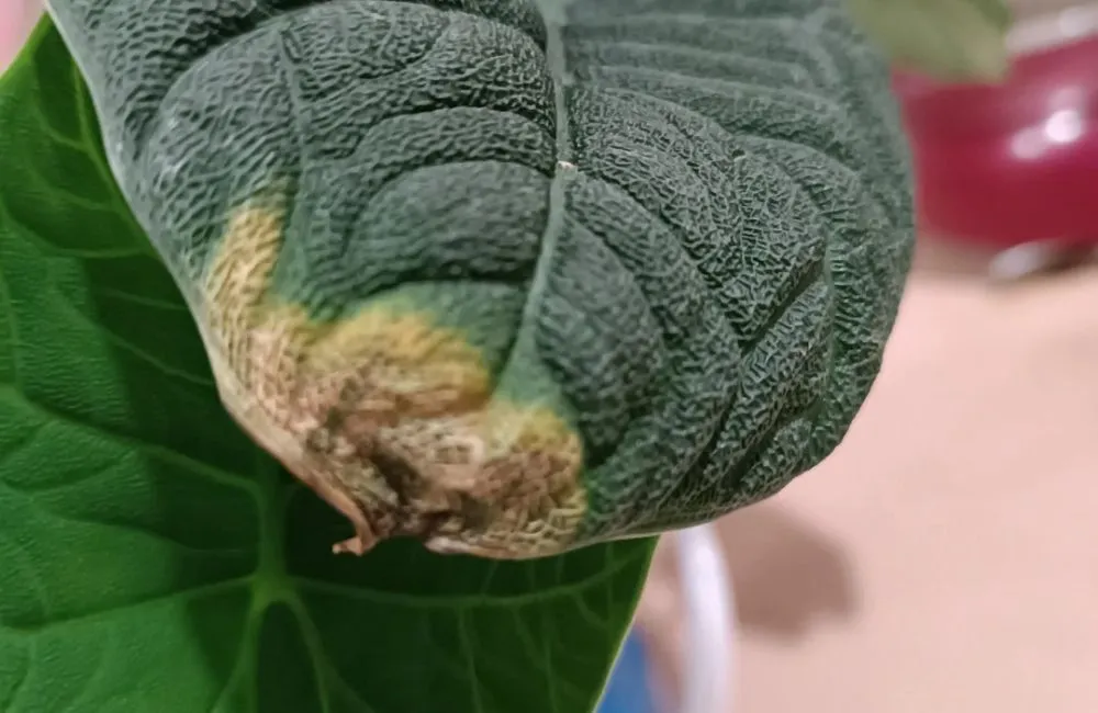 Chăm sóc Alocasia Melo cấy mô