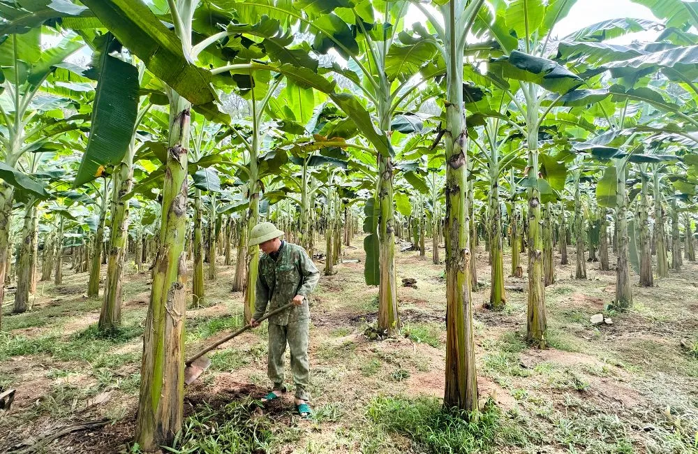 Chăm sóc chuối Cau Mẫn