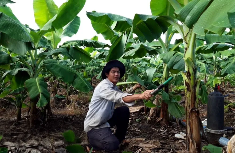 Chăm sóc chuối Cau Mẫn