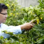 Chăm mai cấy mô khác gì so với chăm mai truyền thống?