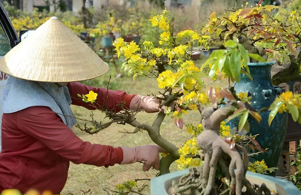 Chăm mai cấy mô