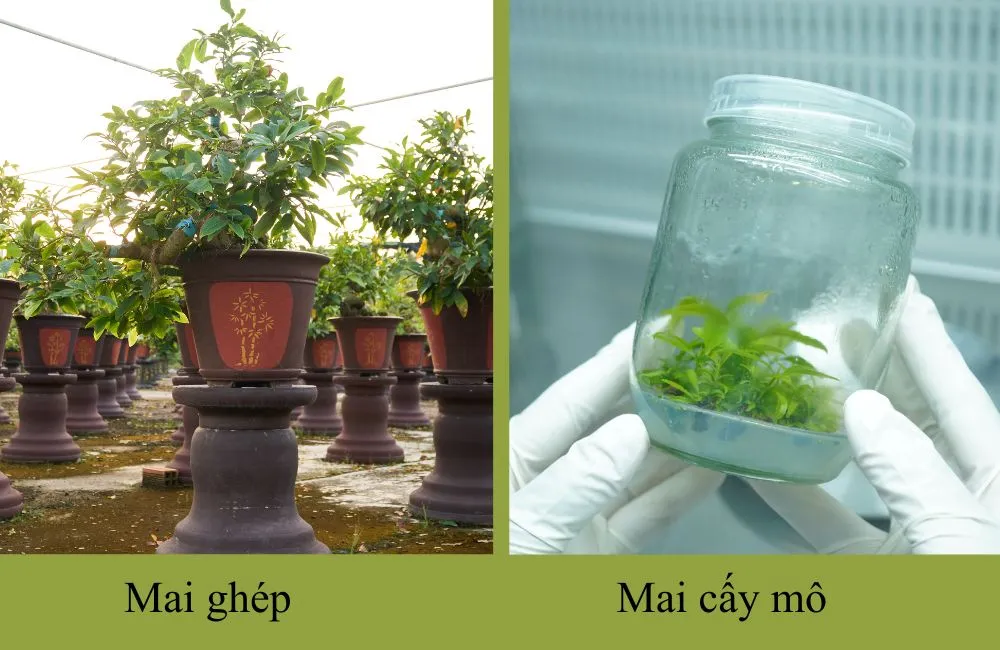 Chăm mai cấy mô