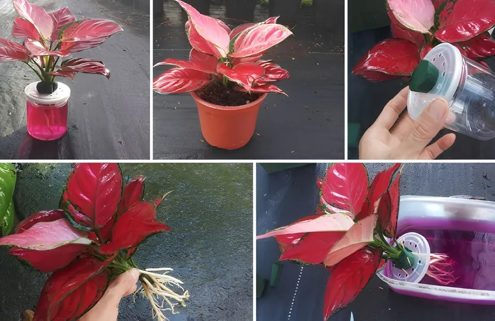 Chăm sóc Vạn Lộc Đỏ cấy mô