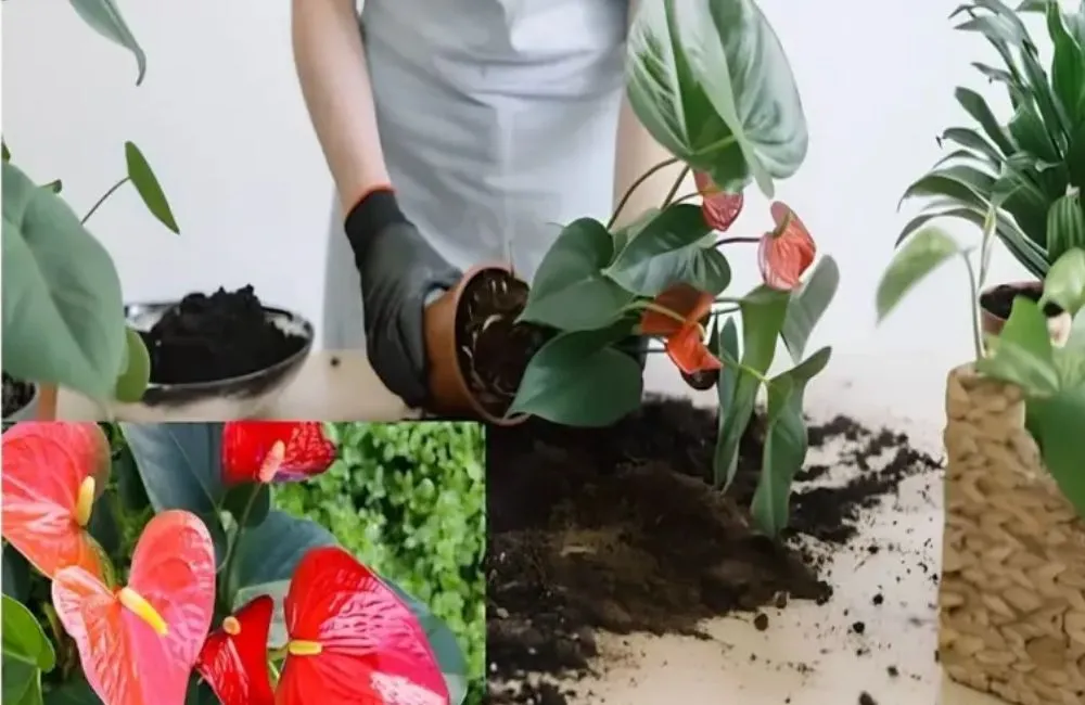 Chăm sóc Hồng môn đỏ cấy mô 