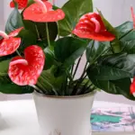 5 bí quyết chăm sóc hồng môn đỏ cấy mô giúp cây luôn xanh mướt
