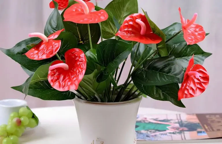 5 bí quyết chăm sóc hồng môn đỏ cấy mô giúp cây luôn xanh mướt