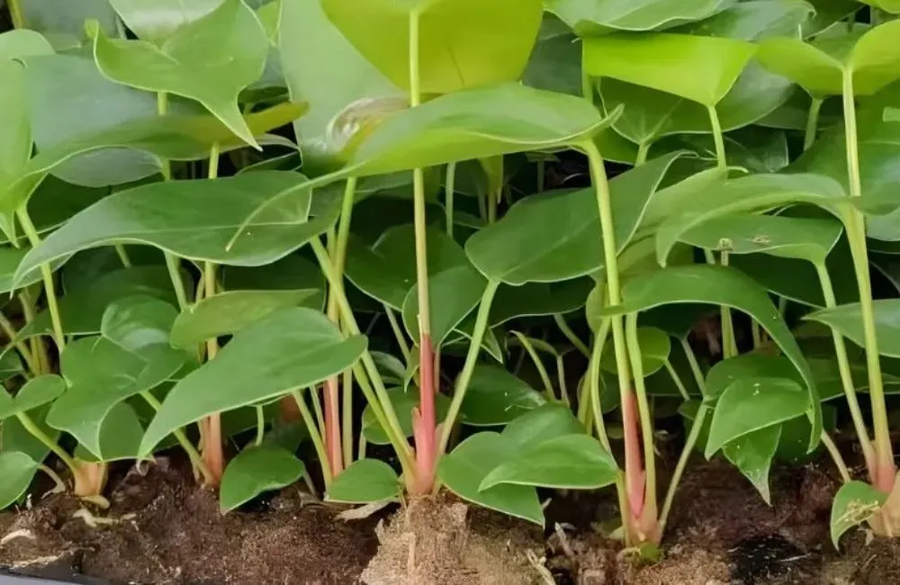 Chăm sóc Hồng môn đỏ cấy mô 