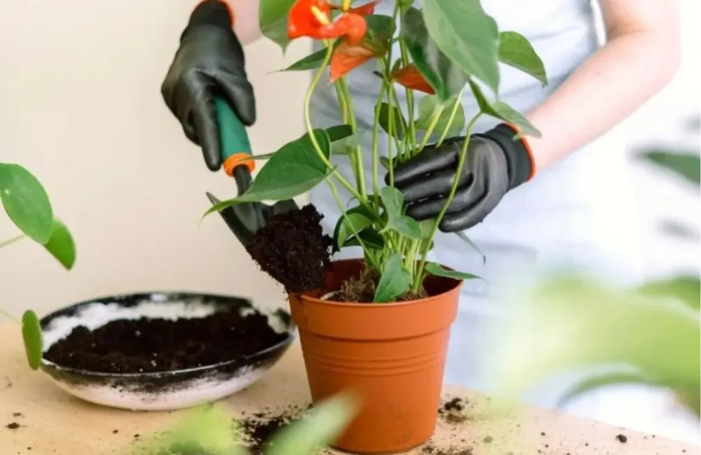 Chăm sóc Hồng môn đỏ cấy mô 