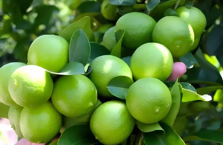 Nên trồng chanh không hạt hay chanh thường để hiệu quả cao