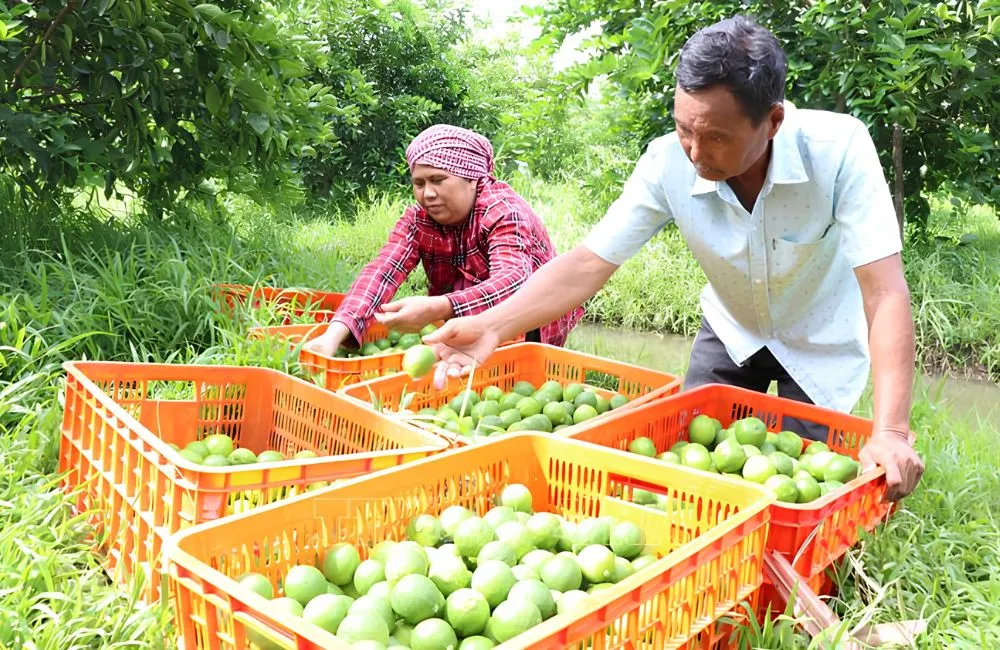 Chanh không hạt và chanh thường