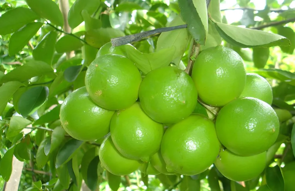 Chanh không hạt và chanh thường