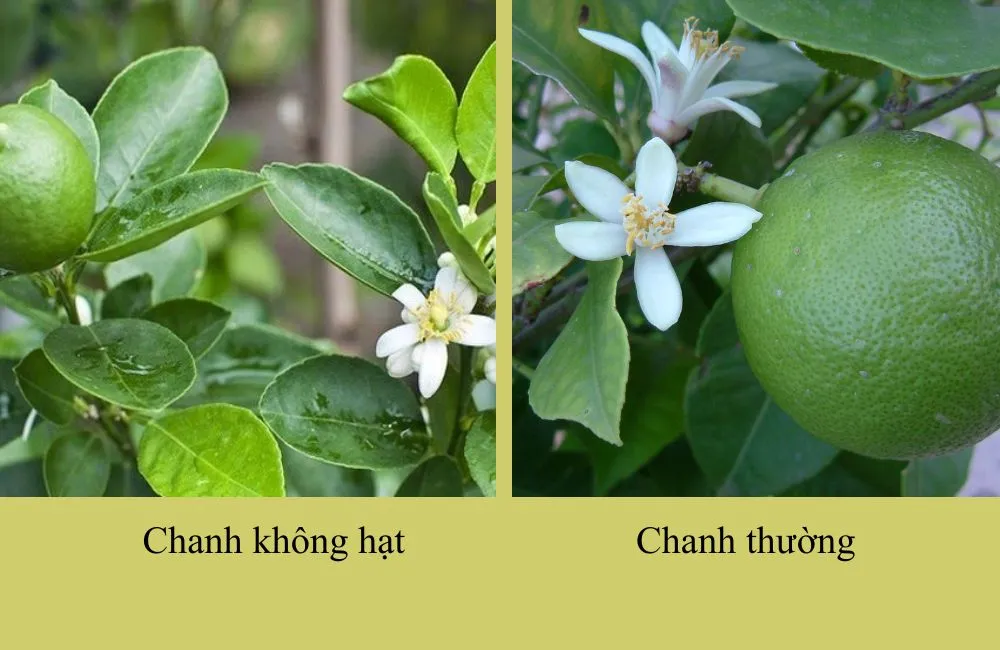 Chanh không hạt và chanh thường