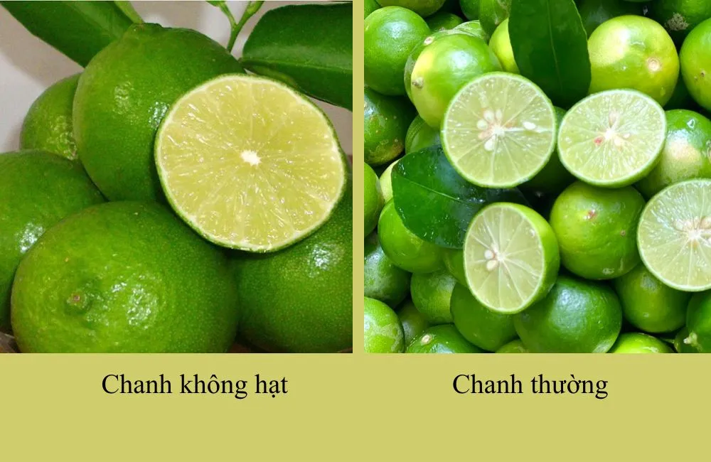 Chanh không hạt và chanh thường