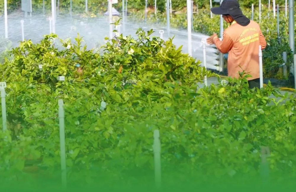Chế độ tưới nước cho mai vàng
