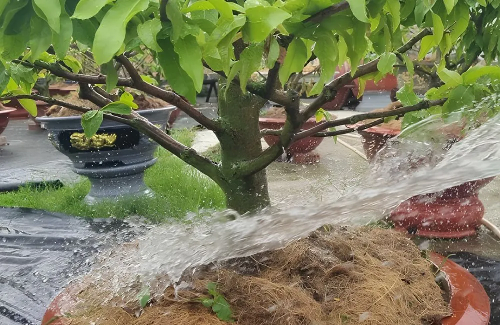 Chế độ tưới nước cho mai vàng