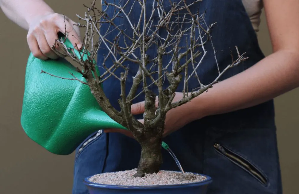 Chế độ tưới nước cho mai vàng