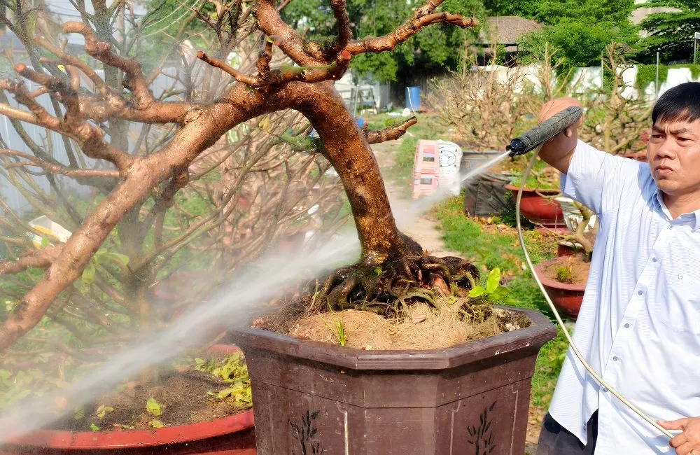 Chế độ tưới nước cho mai vàng