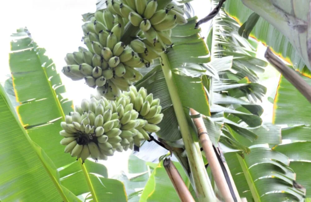 Chuối sáp trồng ở đâu ?