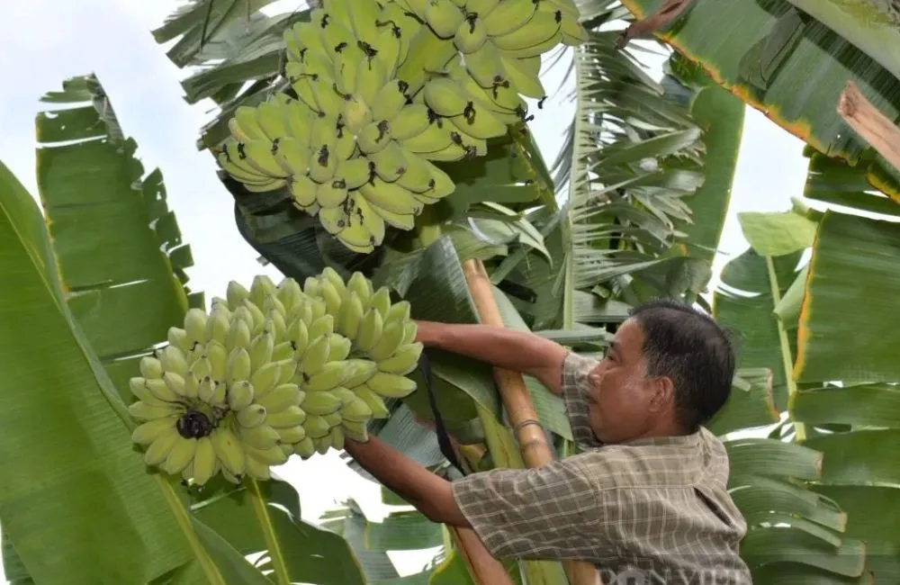 Chuối sáp trồng ở đâu ?