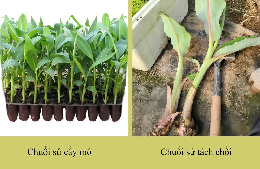 Chọn chuối sứ cấy mô thay chuối tách chồi