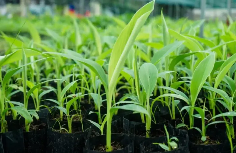 Vì sao nên chọn chuối sứ cấy mô thay vì chuối tách chồi