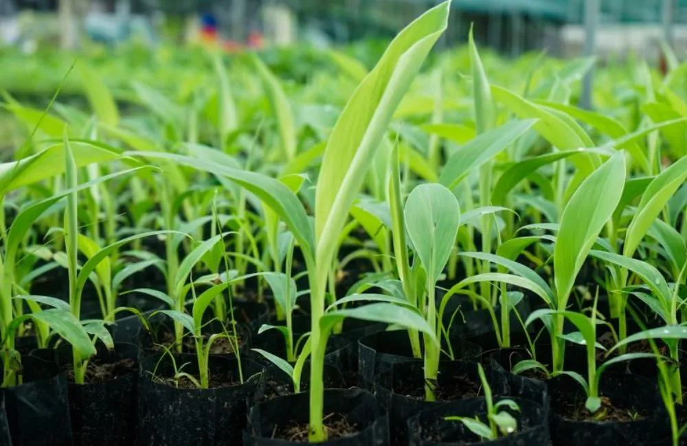 Chọn chuối sứ cấy mô thay chuối tách chồi