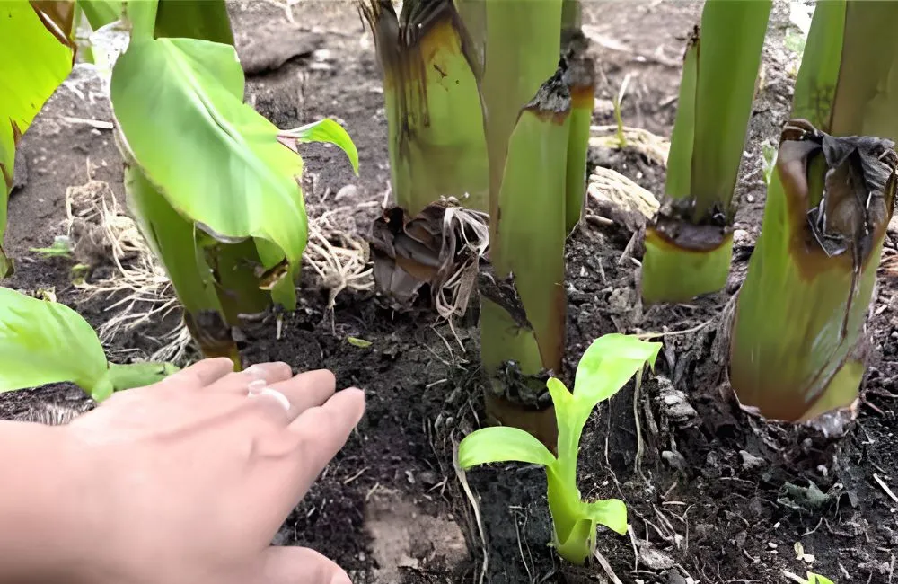 Chọn chuối sứ cấy mô thay chuối tách chồi