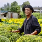 Cúc mâm xôi Chợ Lách - Câu chuyện xây dựng thương hiệu vùng miền